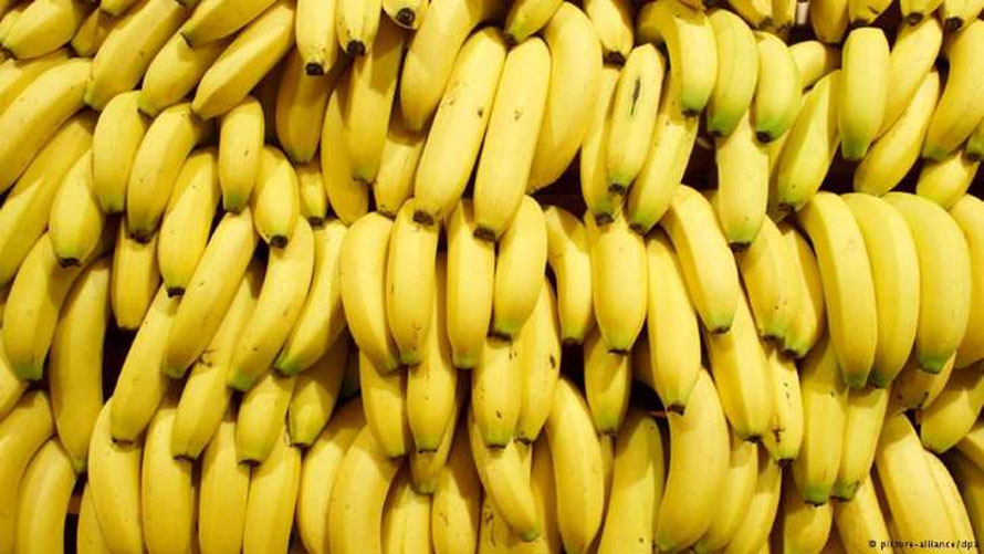 banana_nanica